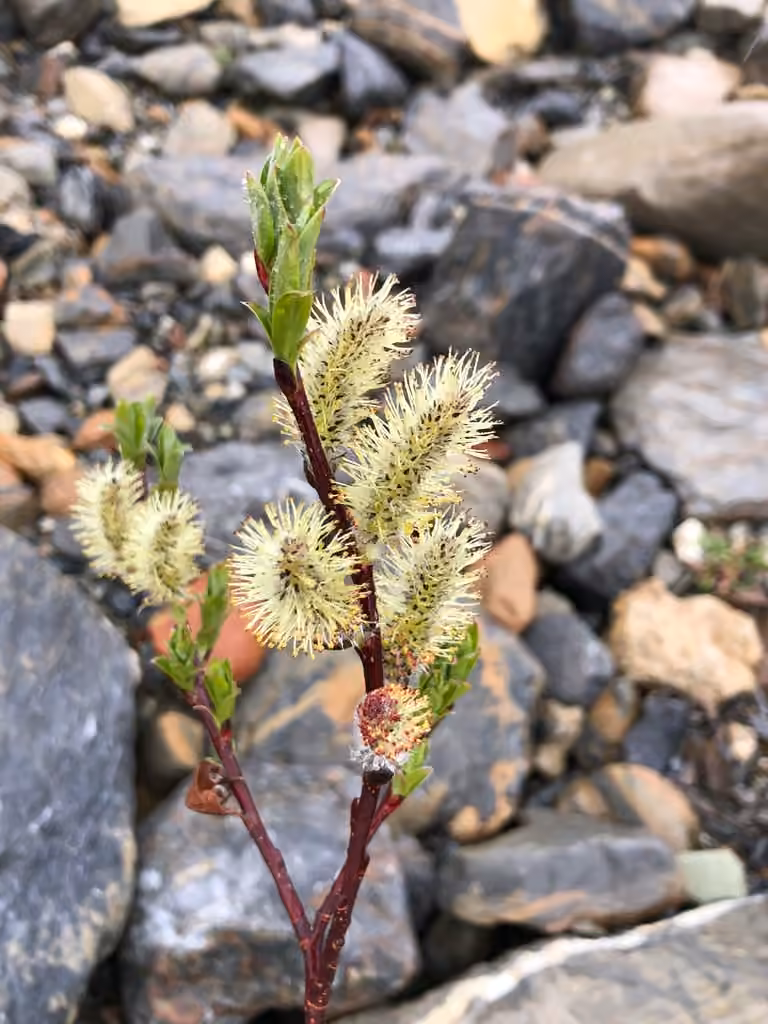 Saule à feuilles planes, En fleurs