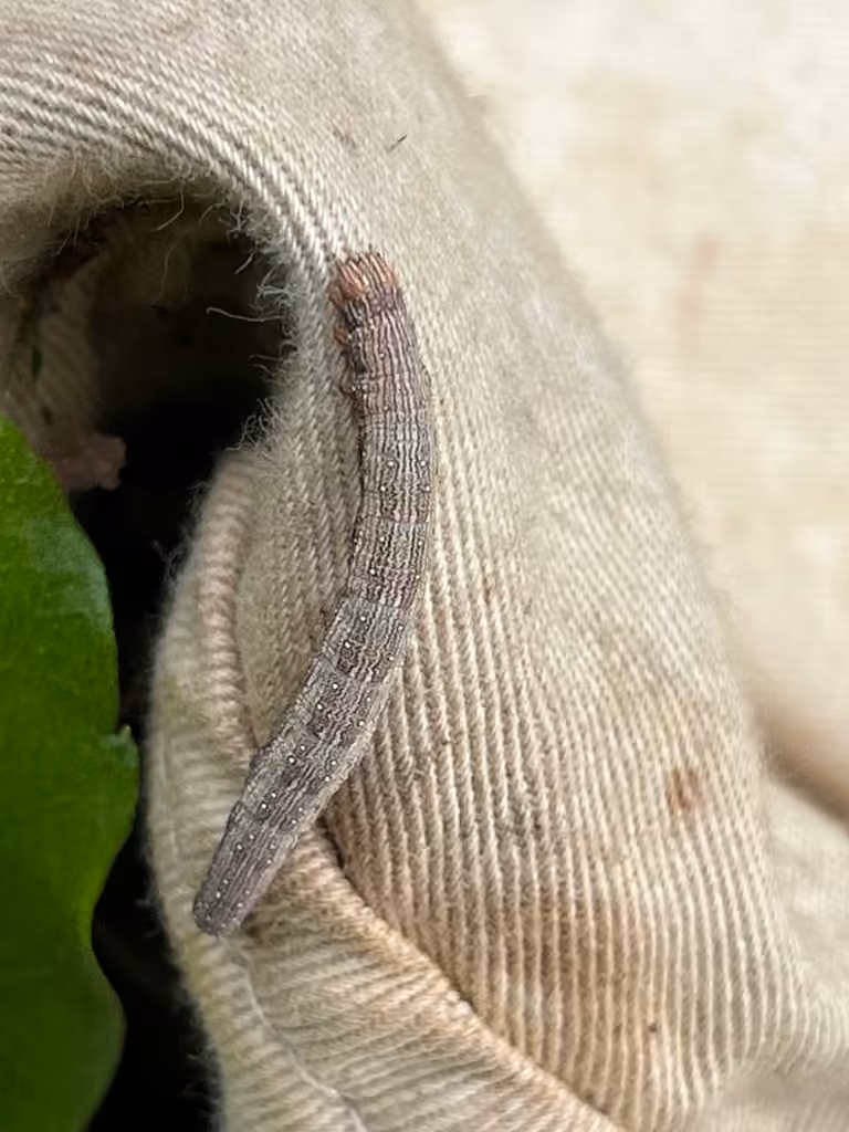 Bay Underwing, Caterpillar