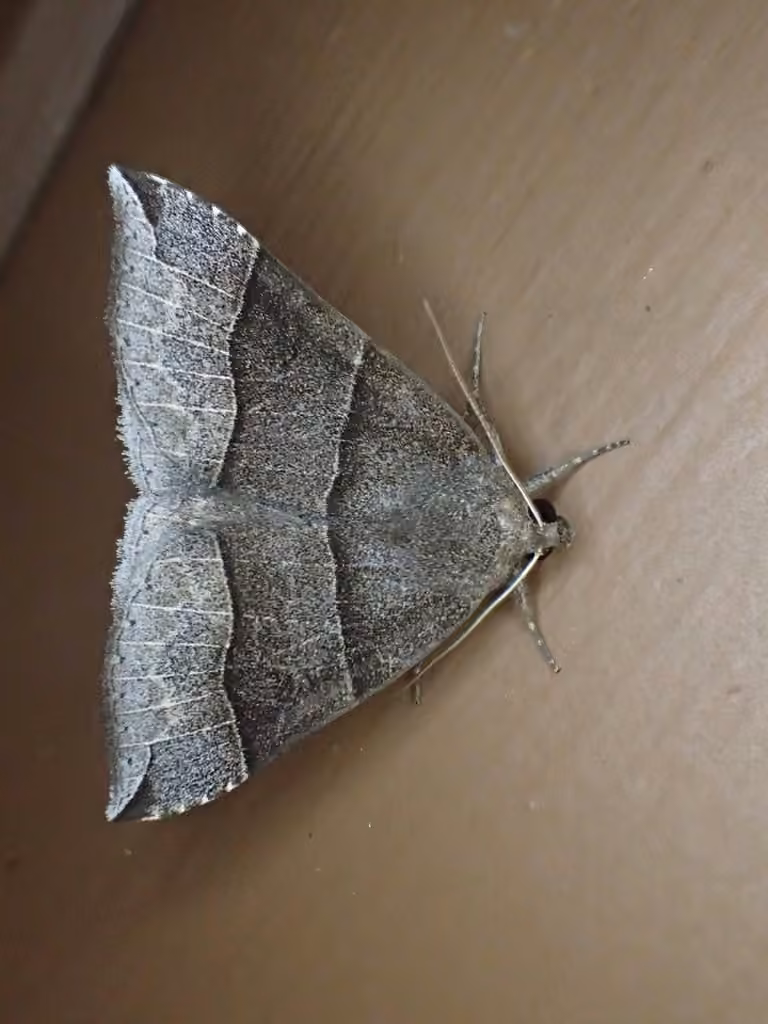 Maple Looper Moth, photo 1 sur 5