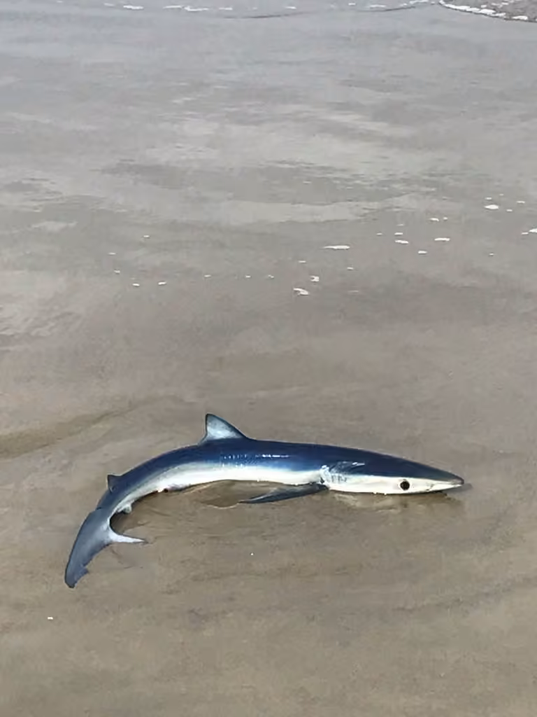 Blue Shark, Juvenile