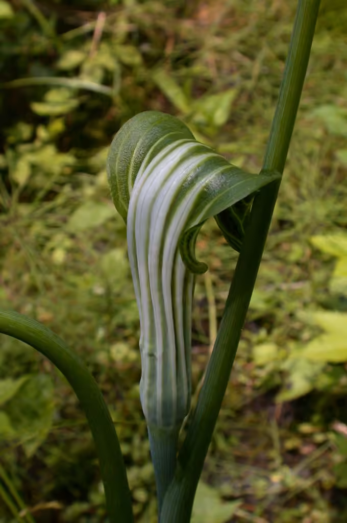 Bog Jack-in-the-pulpit