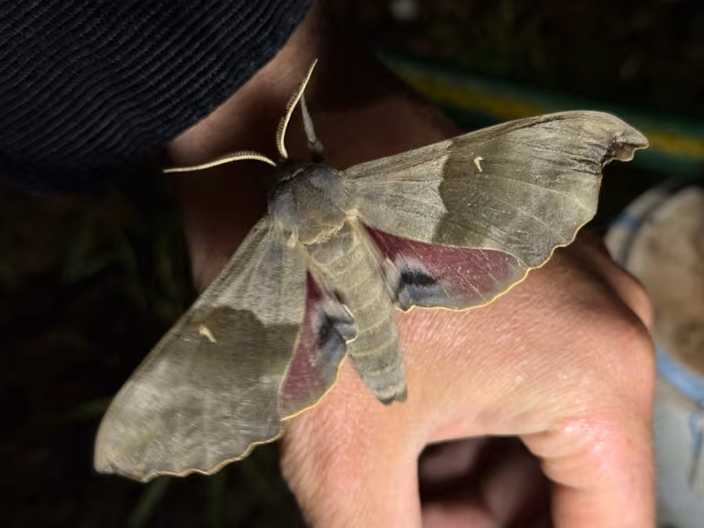 Modest Sphinx, Male