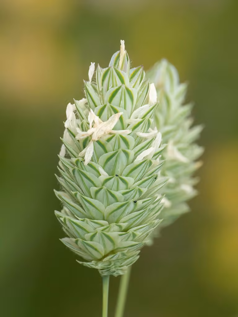 Annual canarygrass, photo 1 of 5