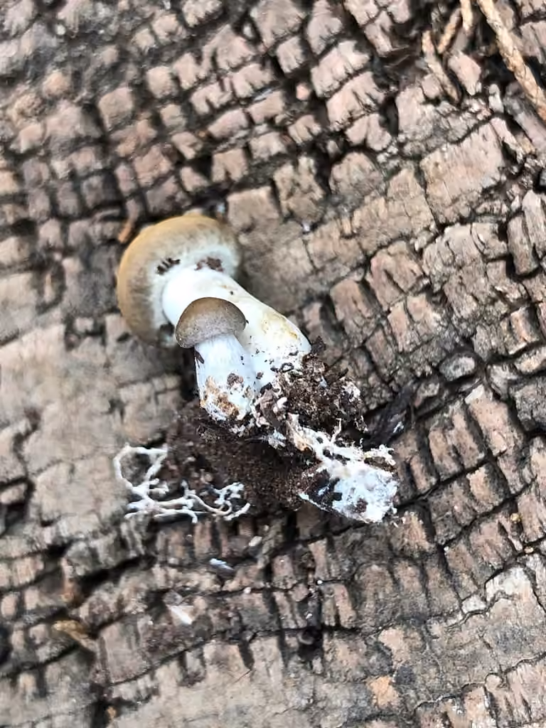 Stump Agrocybe, photo 2 of 5