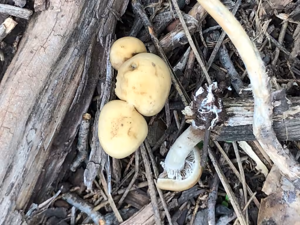 Stump Agrocybe, photo 3 of 5