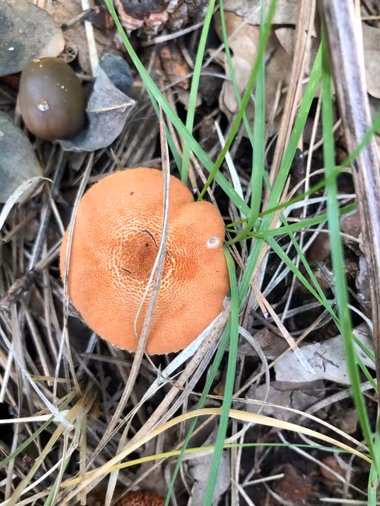 Cinnabar Powdercap, photo 2 of 5