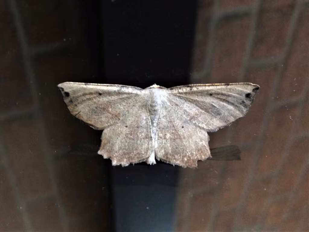 Obtuse Euchlaena Moth, Adulte