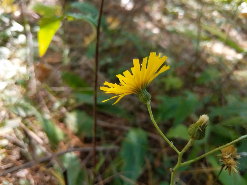 Épervière en ombelle, En fleurs