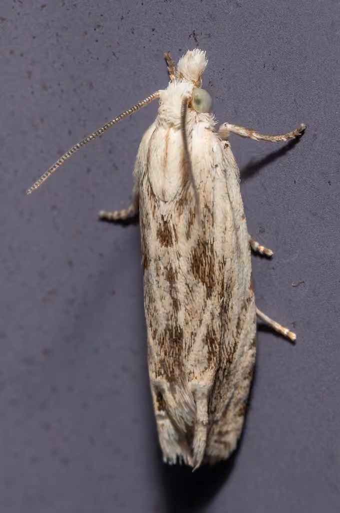 Olivaceous Eucosma Moth, Adulte