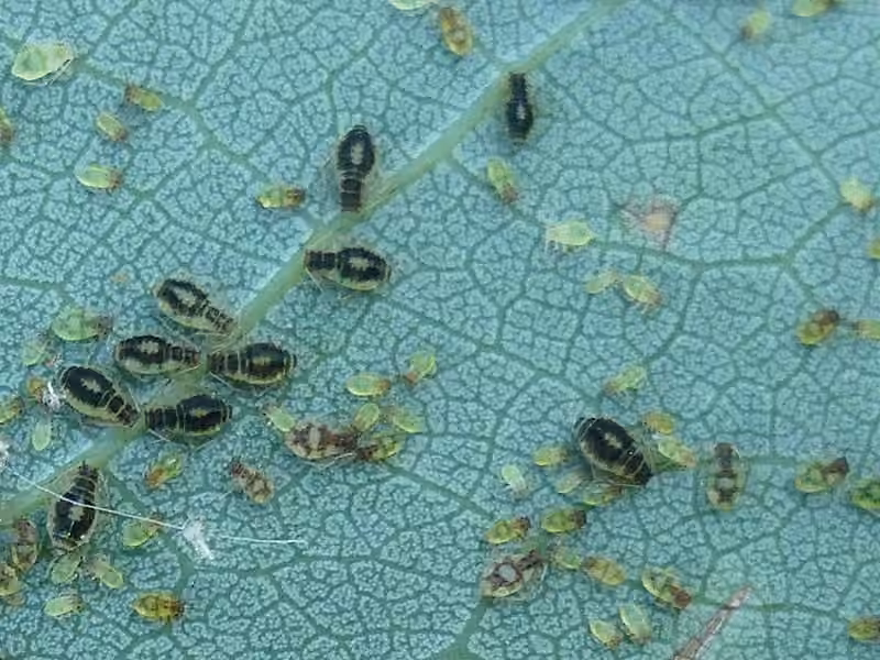 Black-poplar leaf aphid, photo 1 of 5