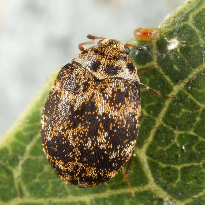 Chestnut Carpet Beetle
