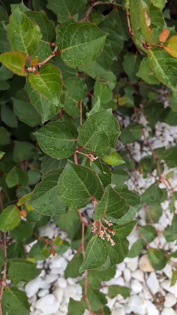 Dwarf Japanese knotweed, Flower buds