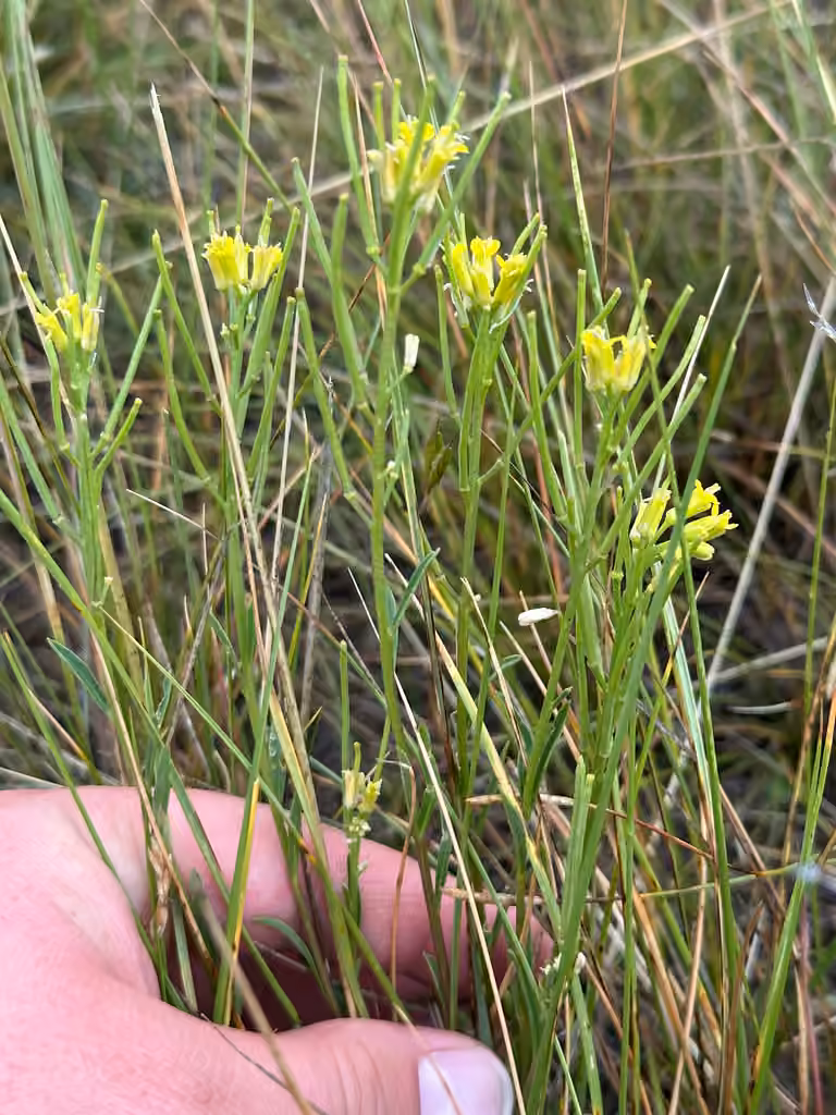 Vélar à petites fleurs, En fruits