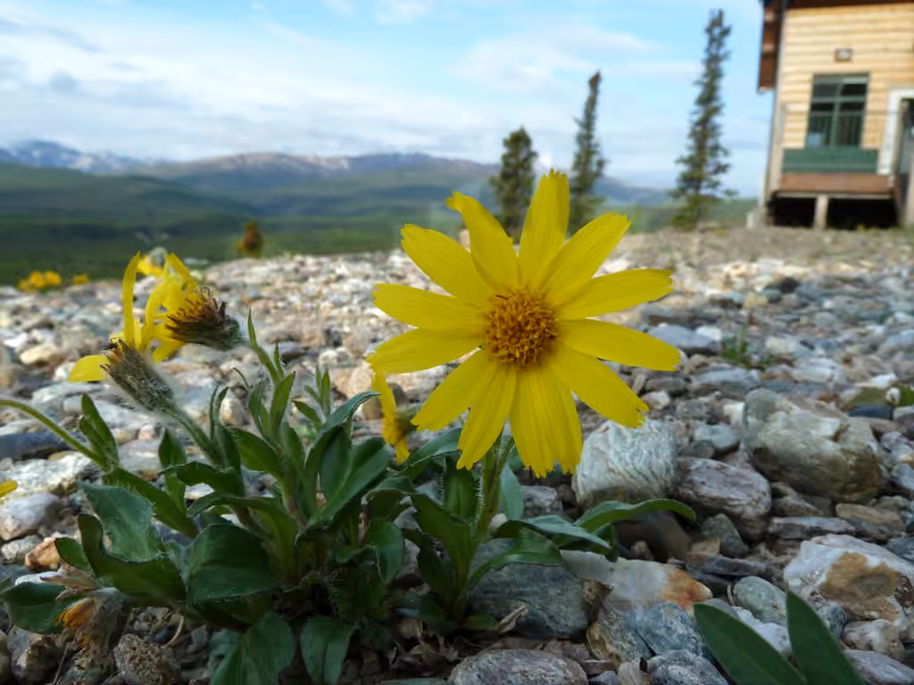 Snow arnica, In flower