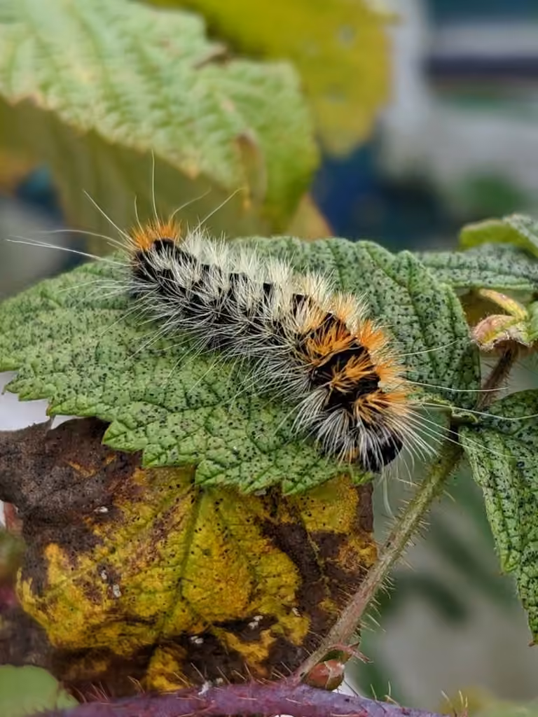 Impressive Dagger, Caterpillar