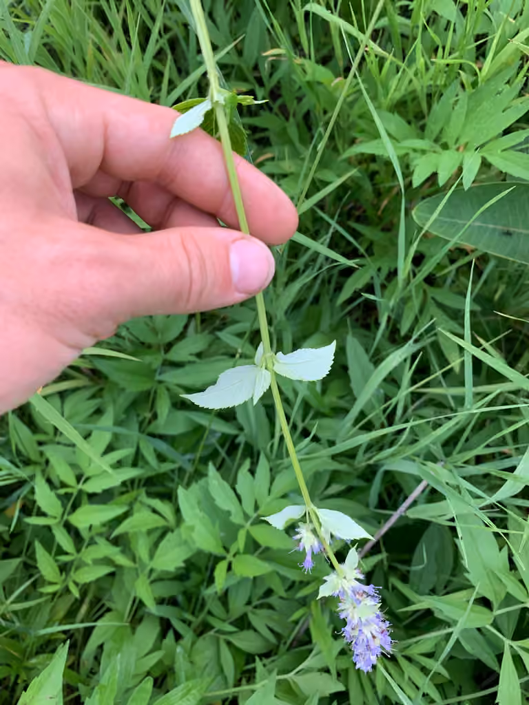 Agastache fenouil, En fleurs