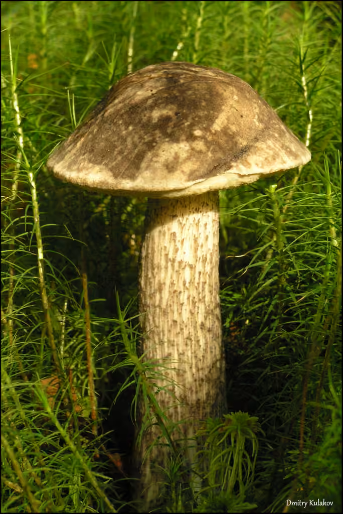 Mottled Bolete, photo 2 of 5