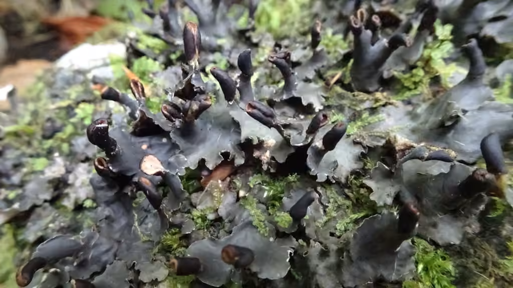 Necker's felt lichen, photo 1 of 5