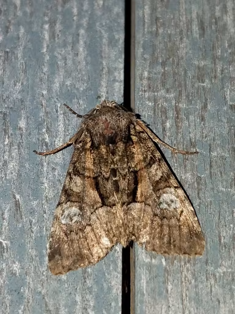 Wandering Brocade Moth, Adulte