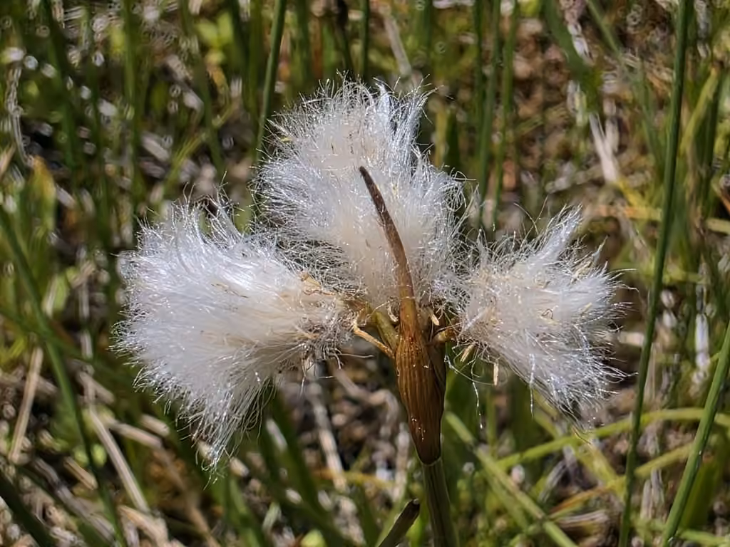 Linaigrette grêle, En fleurs
