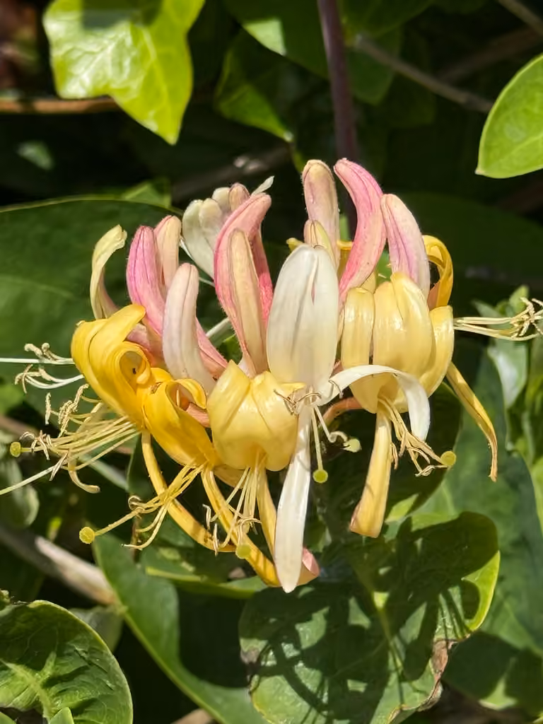 European honeysuckle, Flower buds