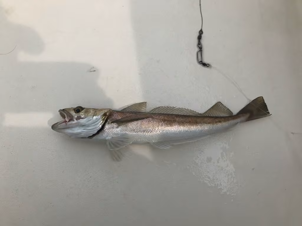Merlu argenté, photo 2 sur 5