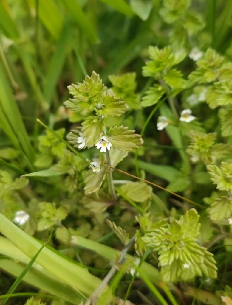 Euphraise de Wettstein, En fleurs