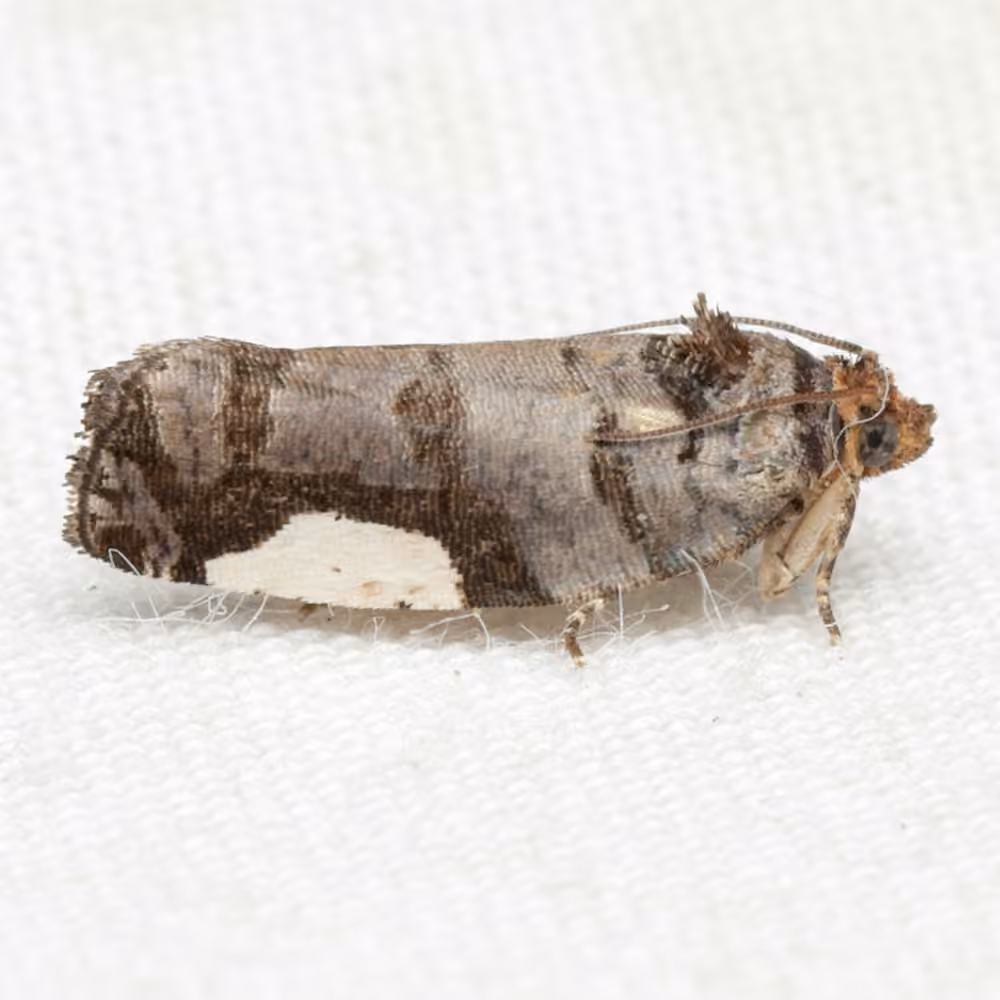White-spotted Hedya Moth, photo 2 sur 5