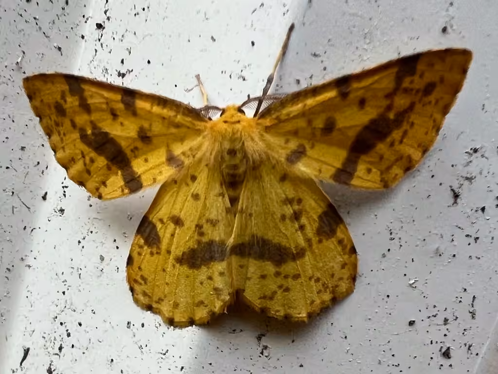 False Crocus Geometer Moth, Mâle