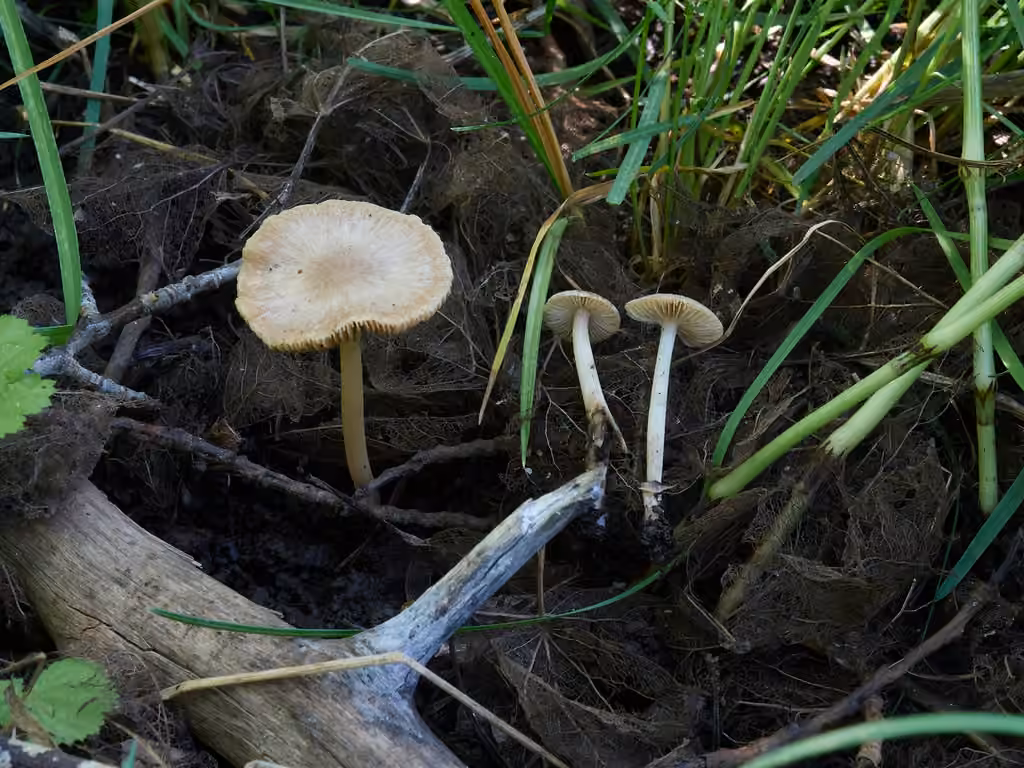 Psathyrelle pâlissante, photo 1 sur 5