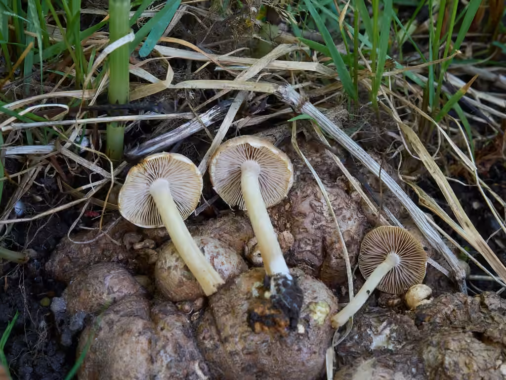 Psathyrelle pâlissante, photo 3 sur 5