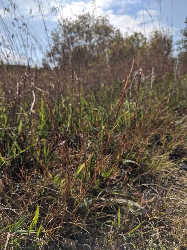 Annual dropseed, photo 3 of 5
