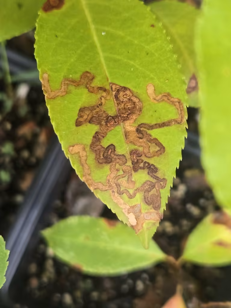Stigmella prunifoliella, Caterpillar