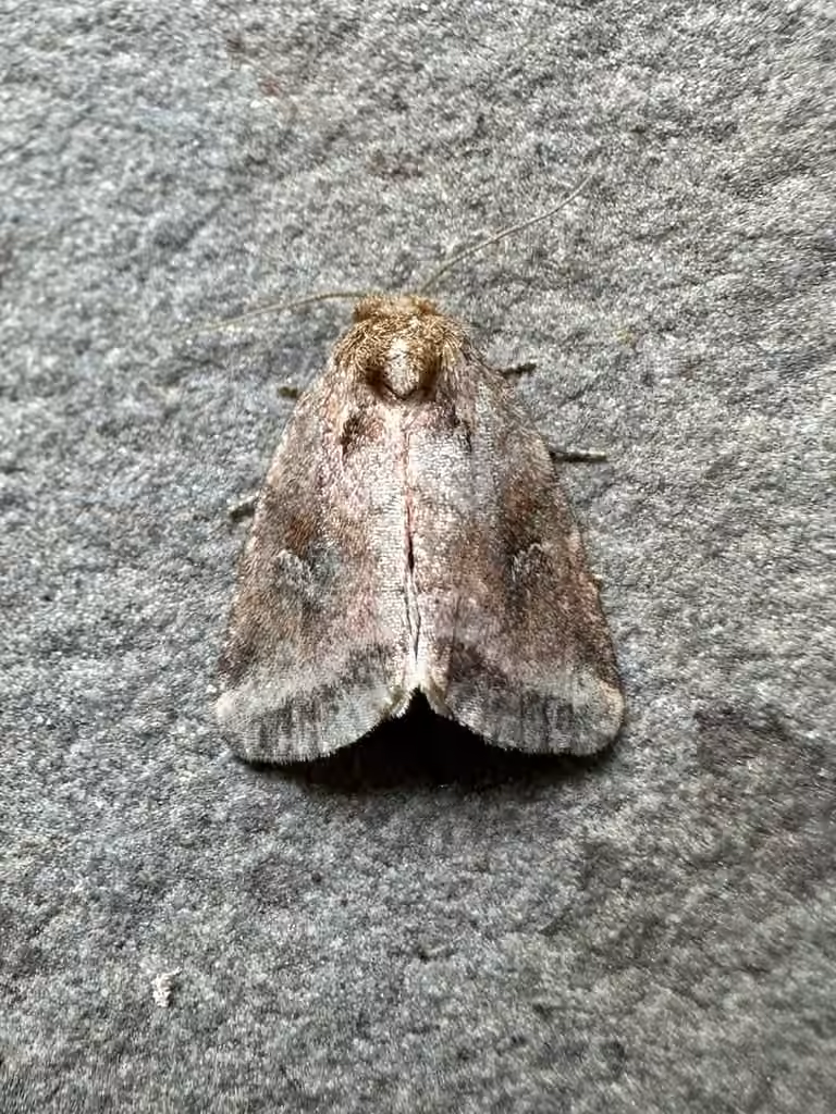 Included Cordgrass Borer Moth, photo 3 of 5
