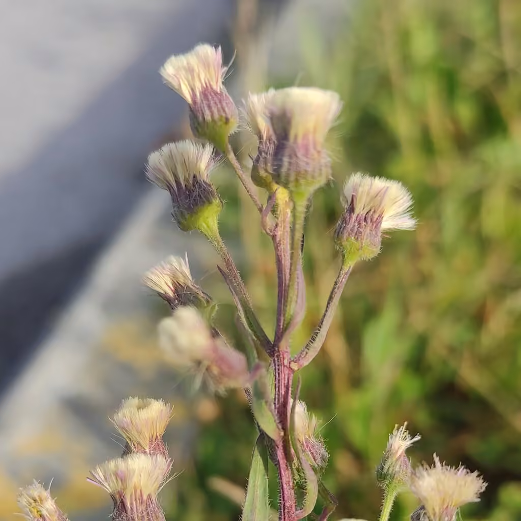 Bitter fleabane, In fruit