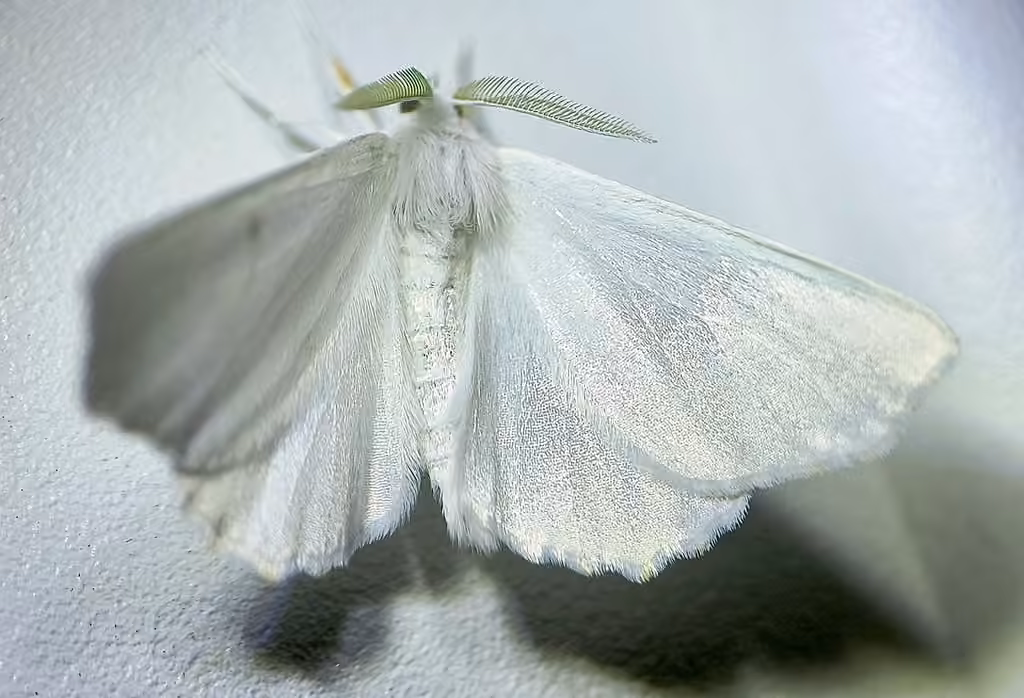 Elm Spanworm Moth, Male