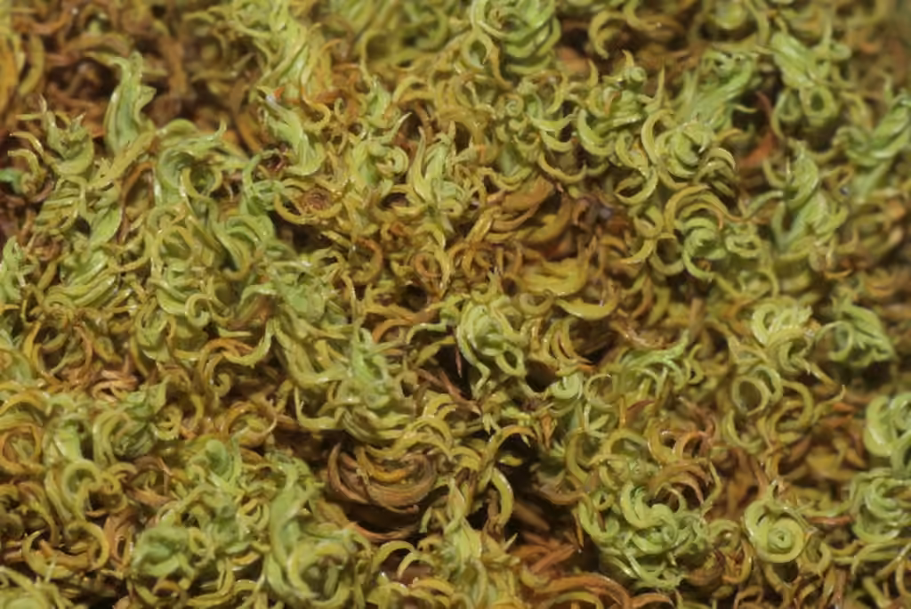 Bent Crisp-moss, photo 3 of 5