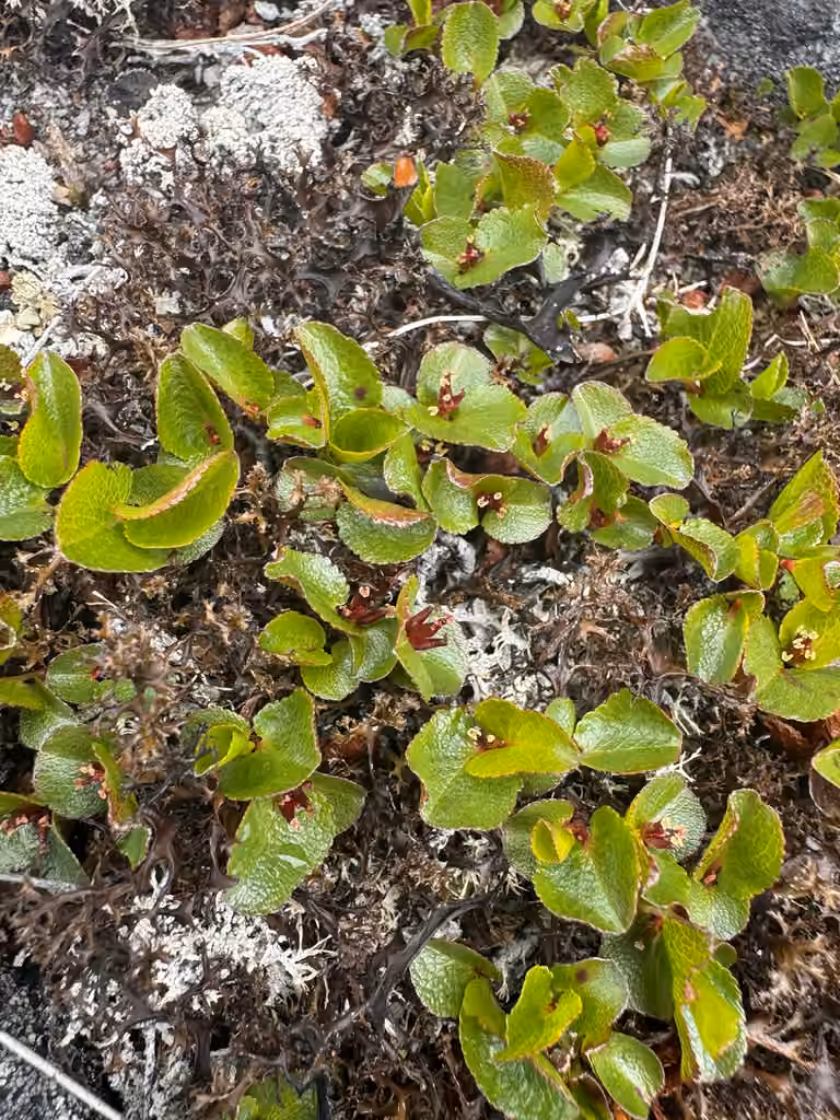 Saule herbacé, En fleurs