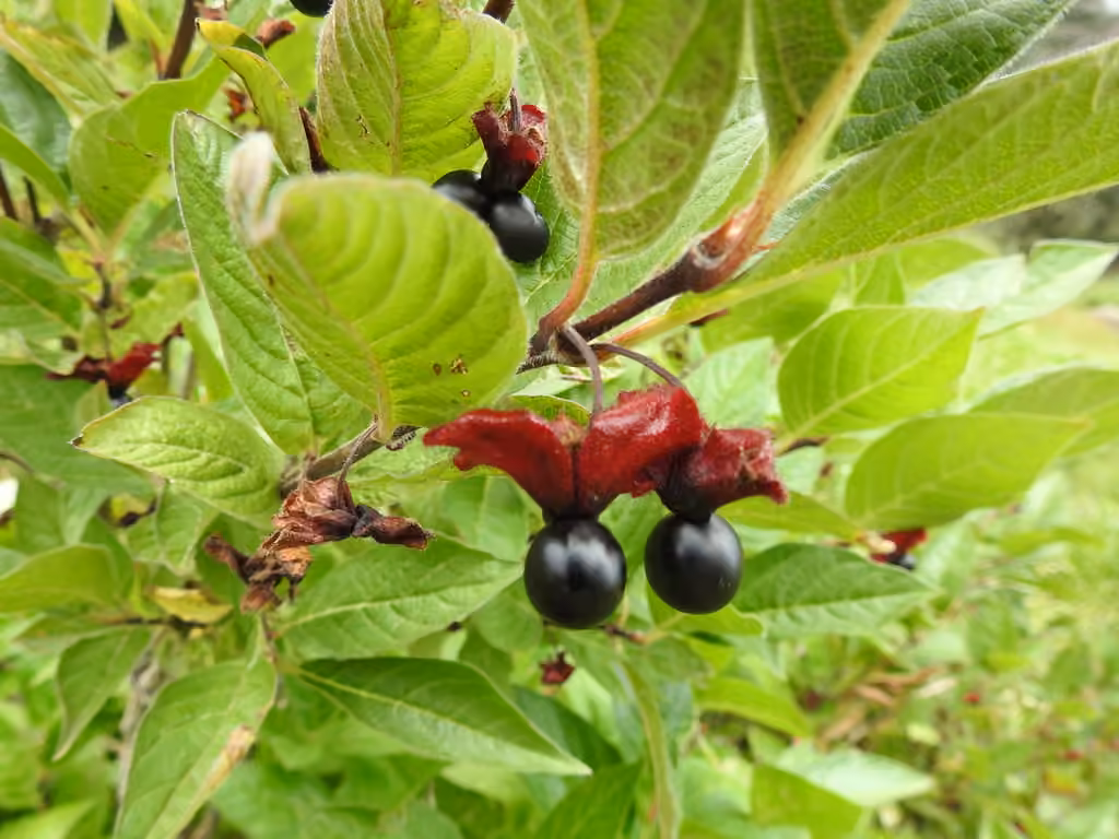 Bearberry honeysuckle, In fruit