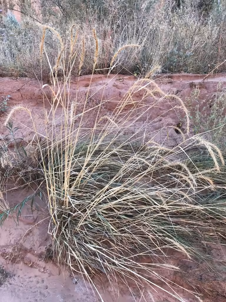 Great Plains wildrye, In fruit