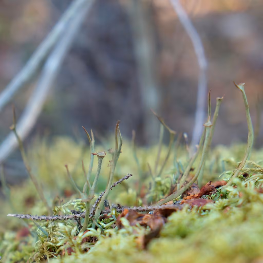 Giant Cladonia Lichen, photo 3 of 5