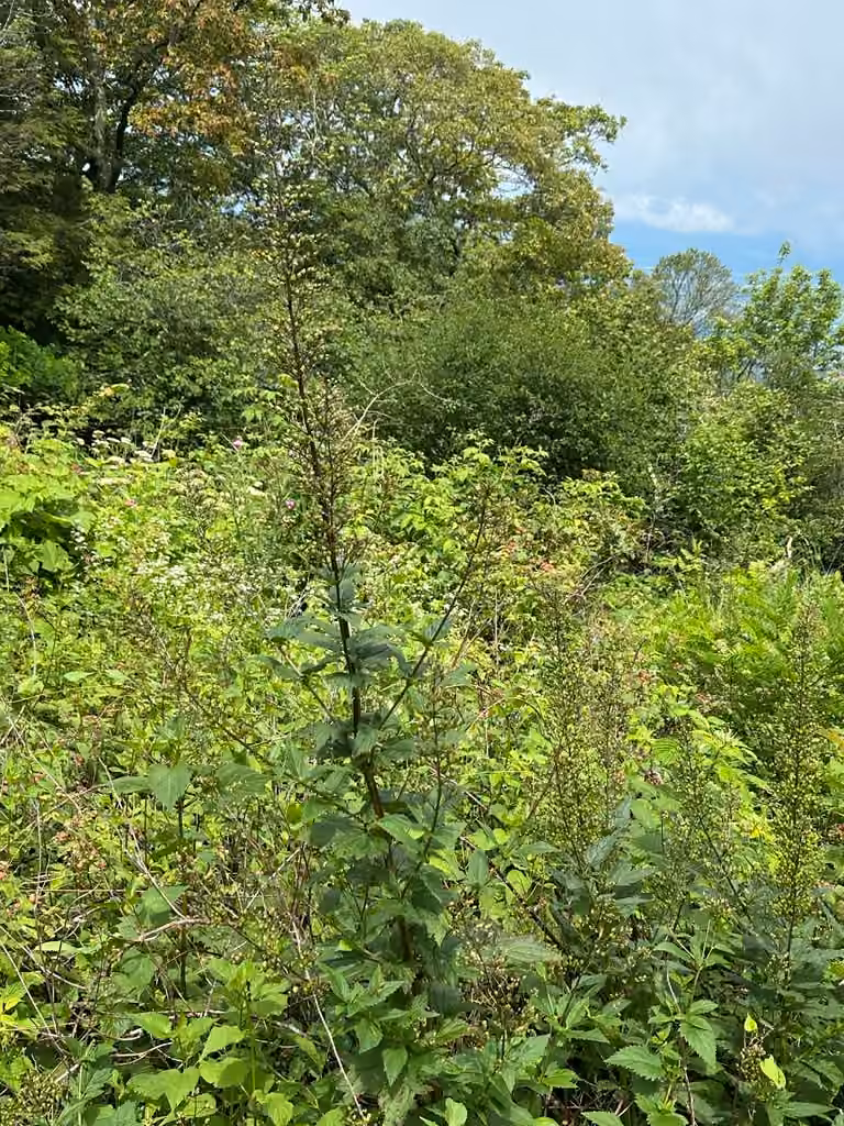 Lanceleaf figwort, In flower