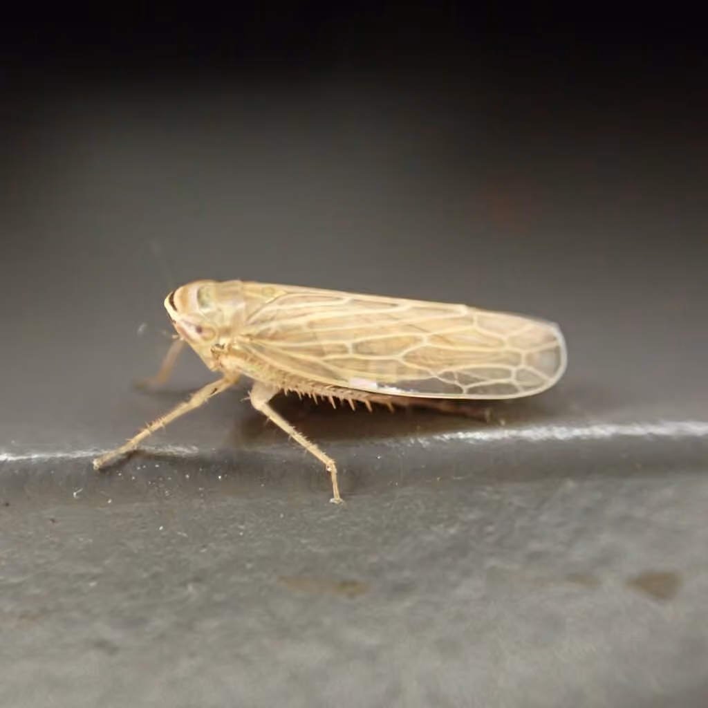 Leafhopper, Adulte