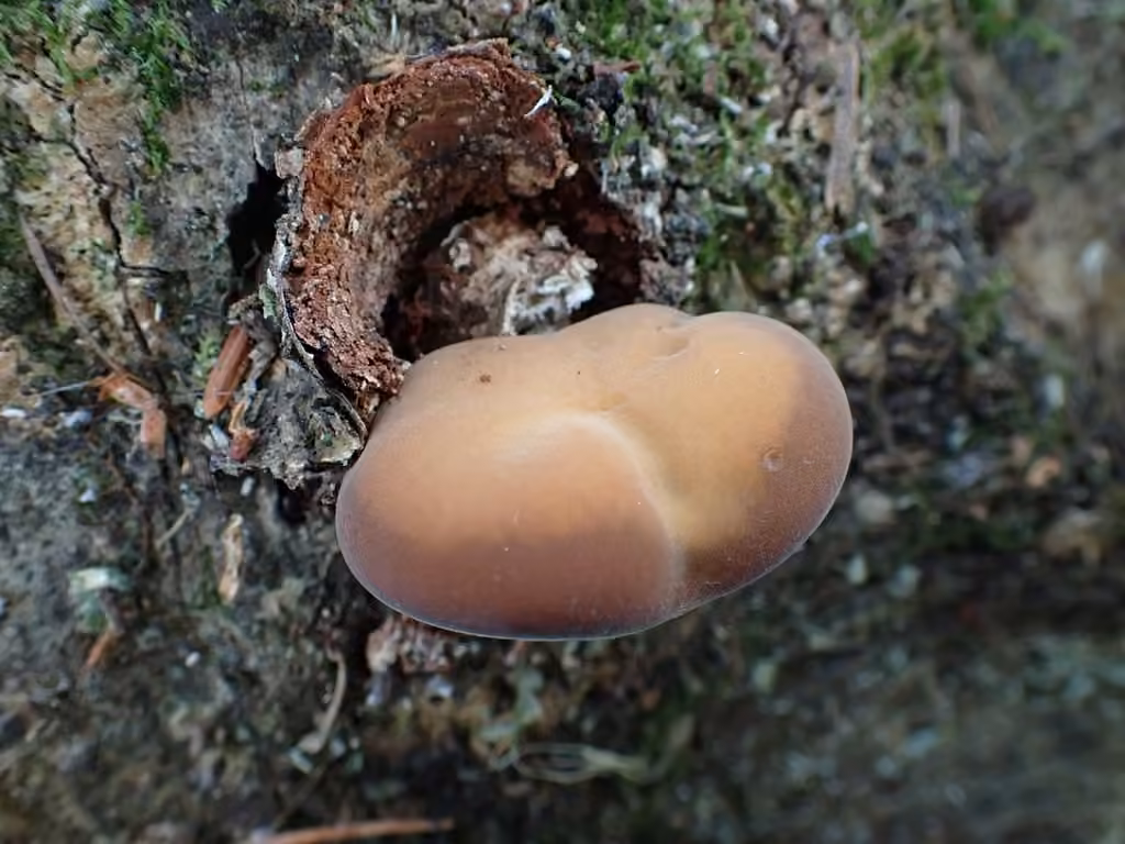 Simocybe serrulé, photo 2 sur 5