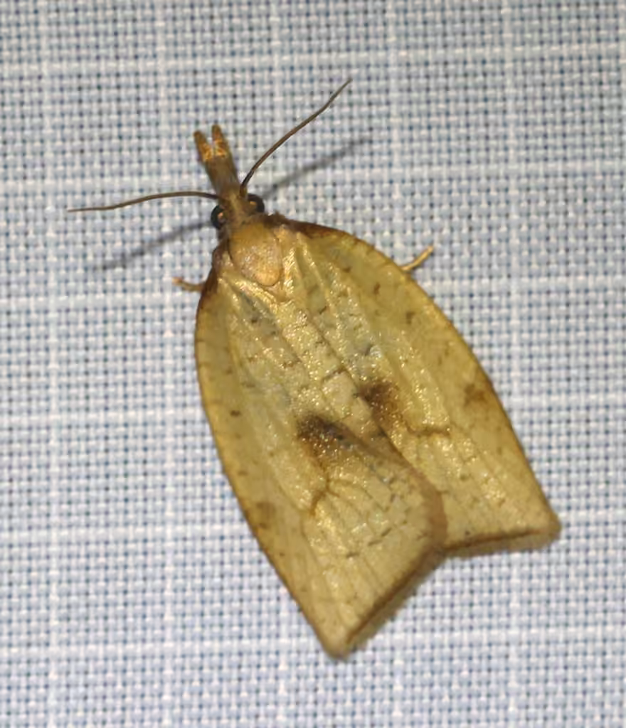 Mosaic Sparganothis Moth, photo 2 sur 5