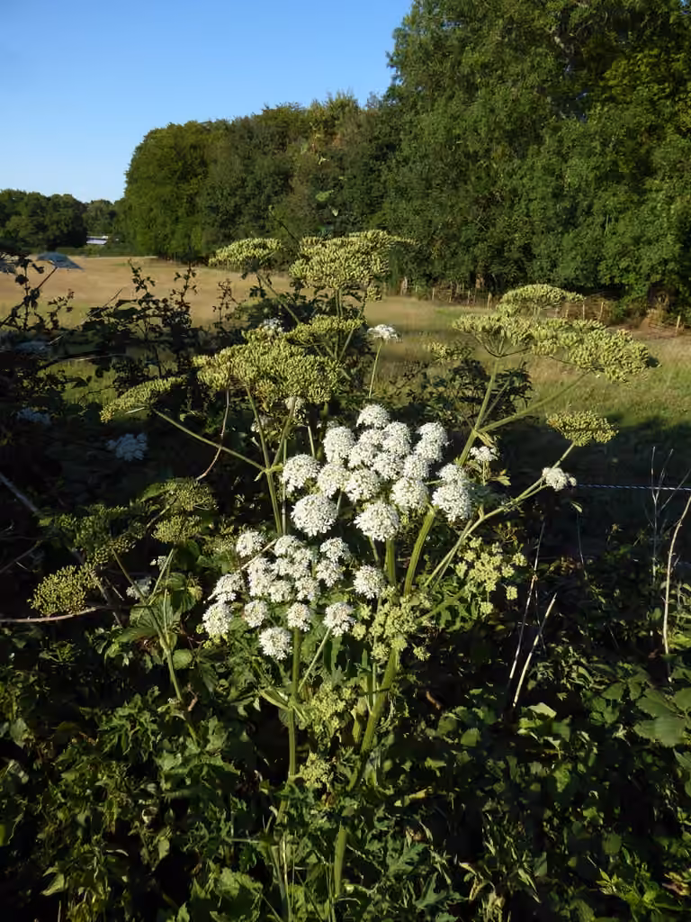Berce commune, En fruits