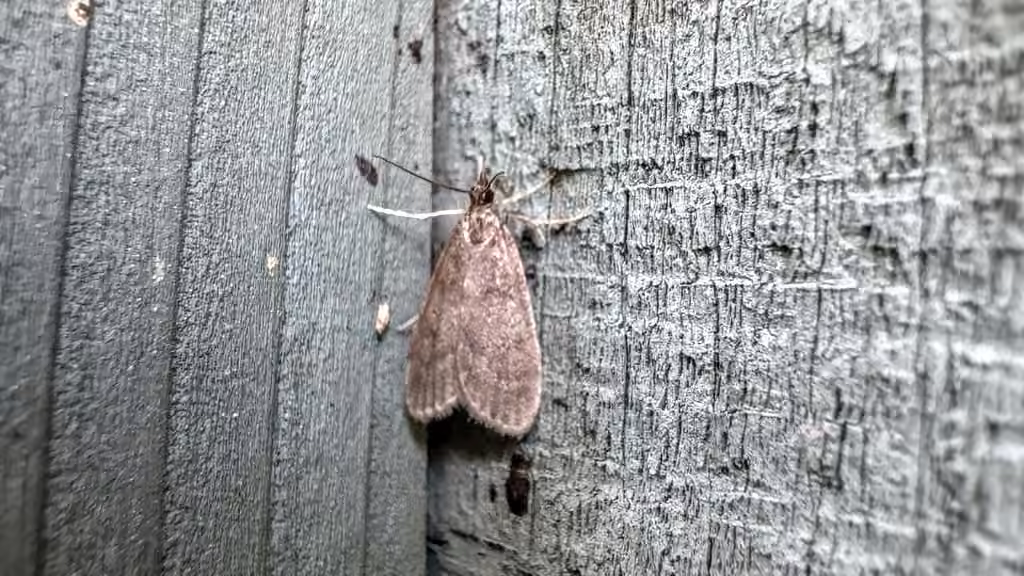 Dark Brown Scoparia Moth, photo 3 of 5