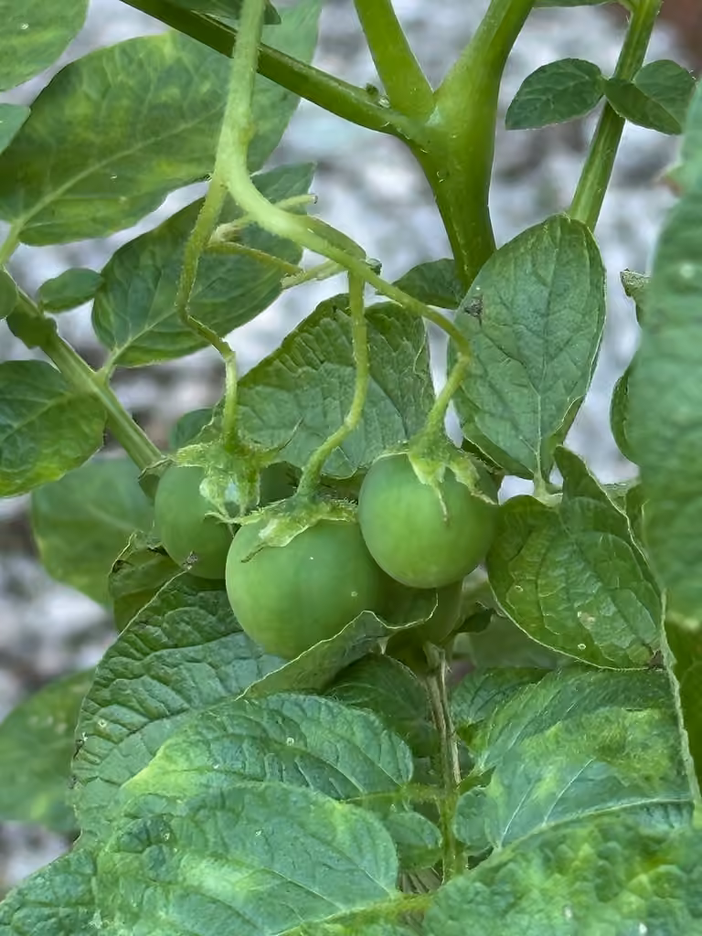 Pomme de terre, En fruits
