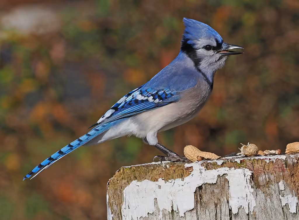 Geai bleu