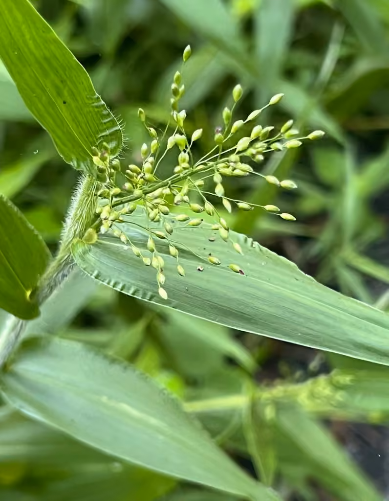 Deer-tongue grass, In fruit